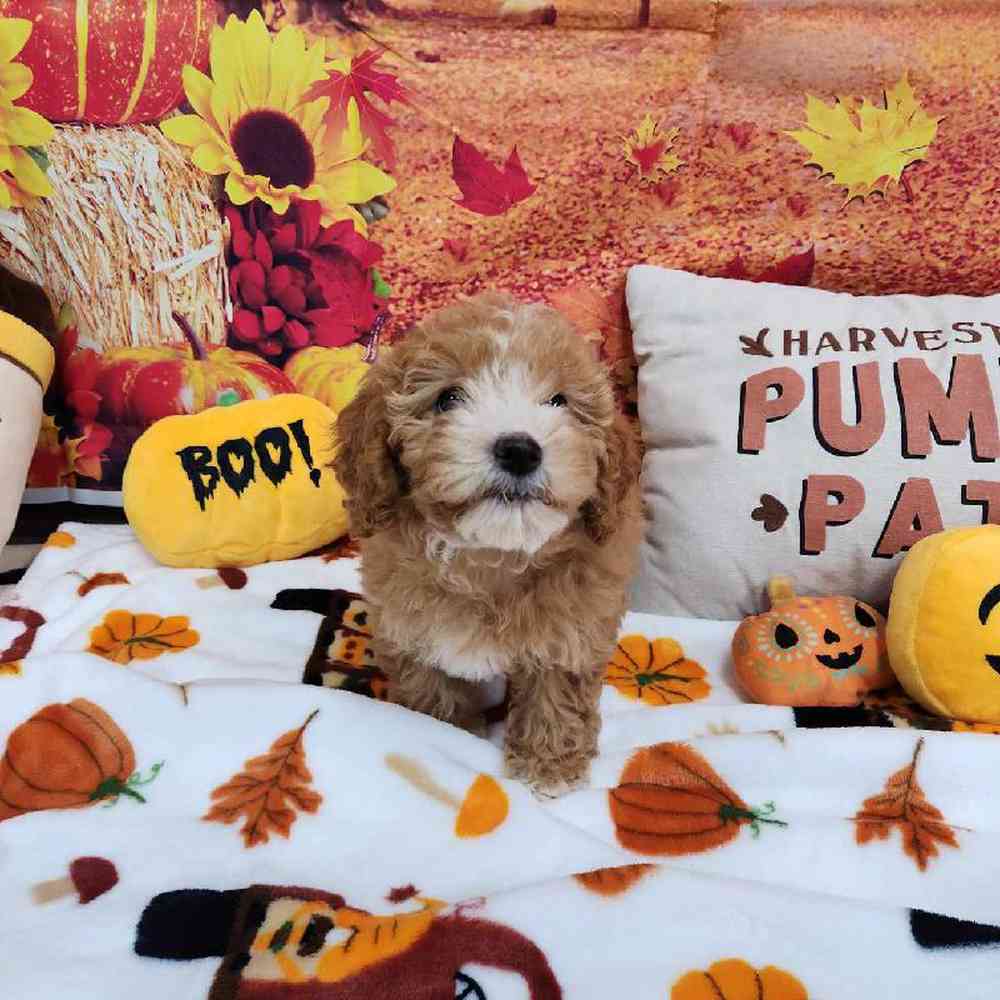 Female Cockapoo Puppy for Sale in Virginia Beach, VA