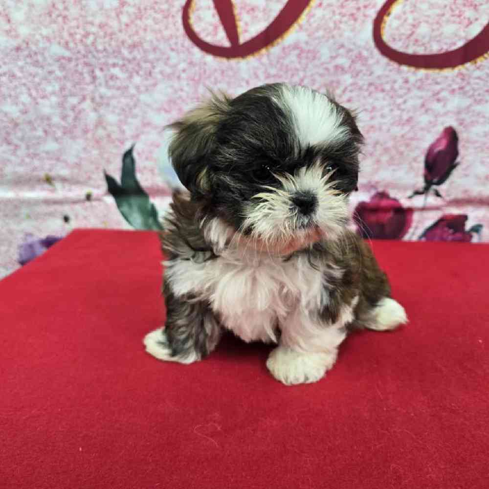 Female Shih Tzu Puppy for Sale in Virginia Beach, VA