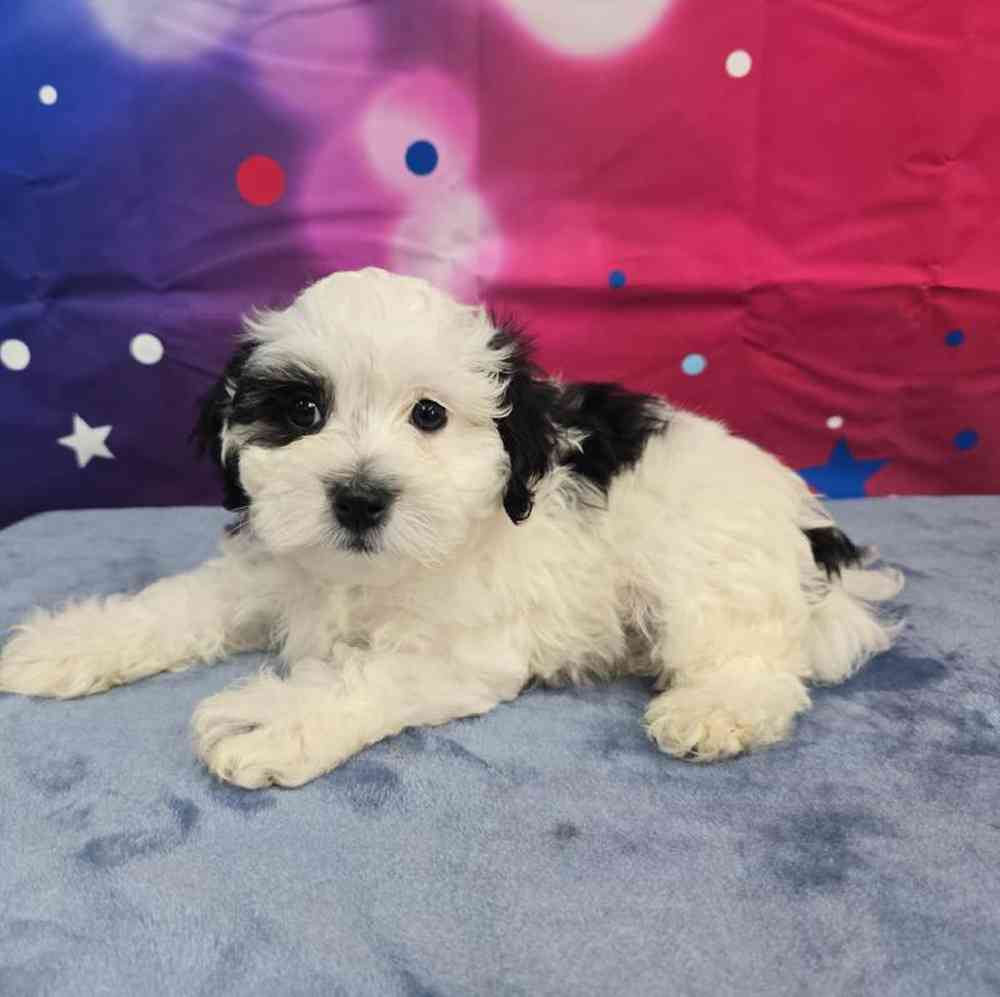 Male Maltipoo Puppy for Sale in Virginia Beach, VA