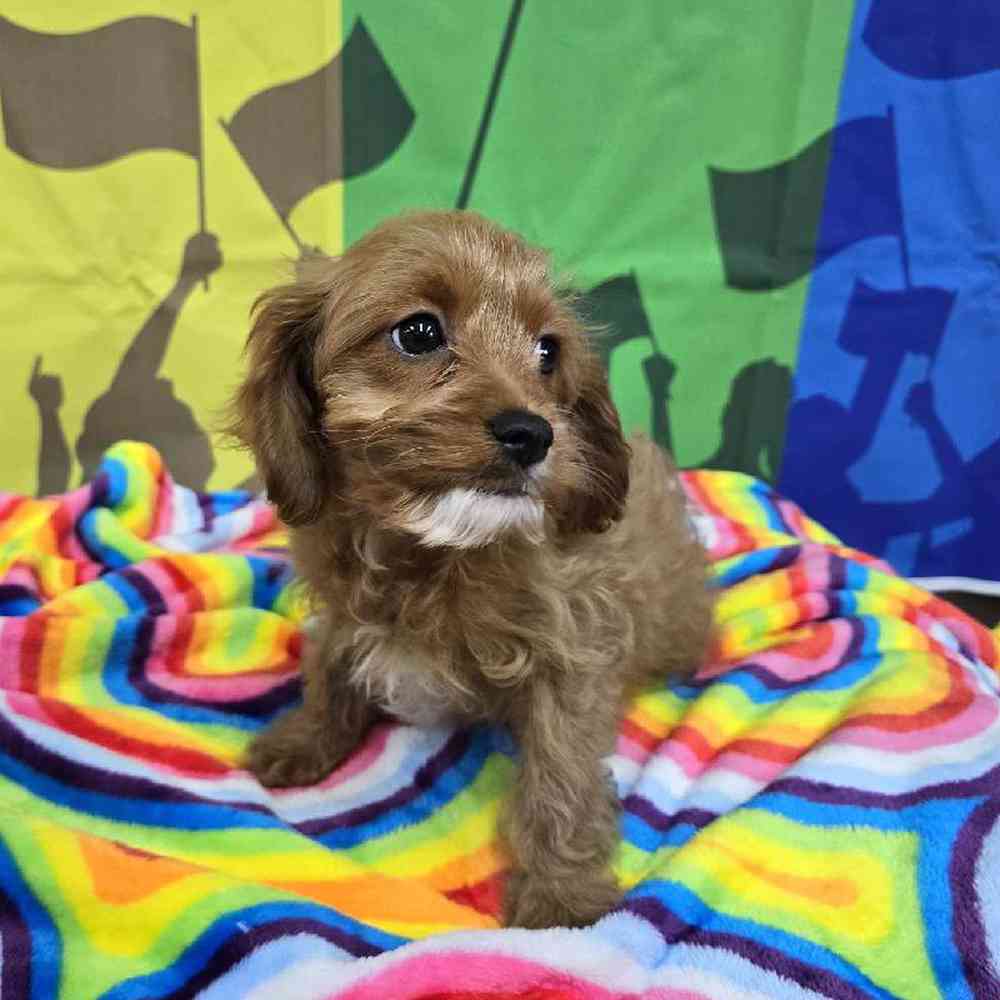 Female Cavapoo Puppy for Sale in Virginia Beach, VA