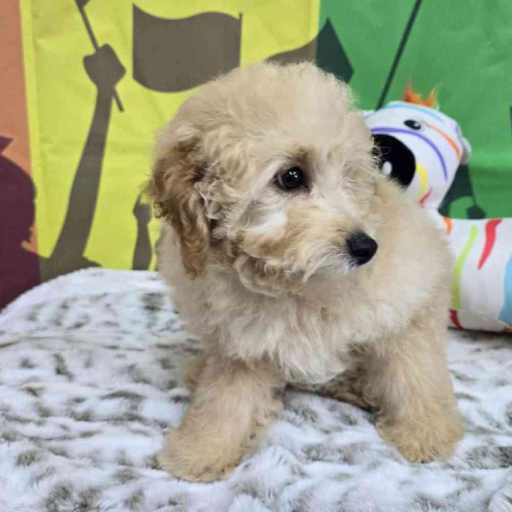 Male Mini Poodle Puppy for Sale in Virginia Beach, VA