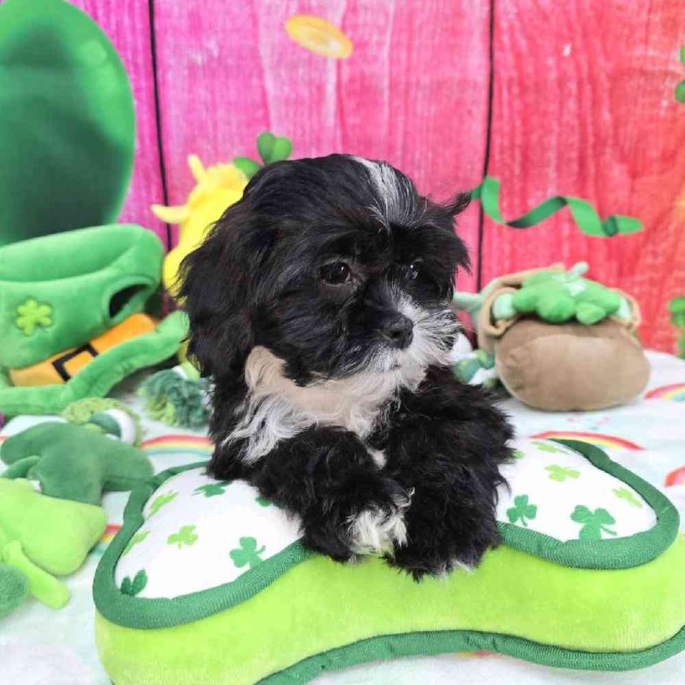 Female Shipoo Puppy for Sale in Virginia Beach, VA
