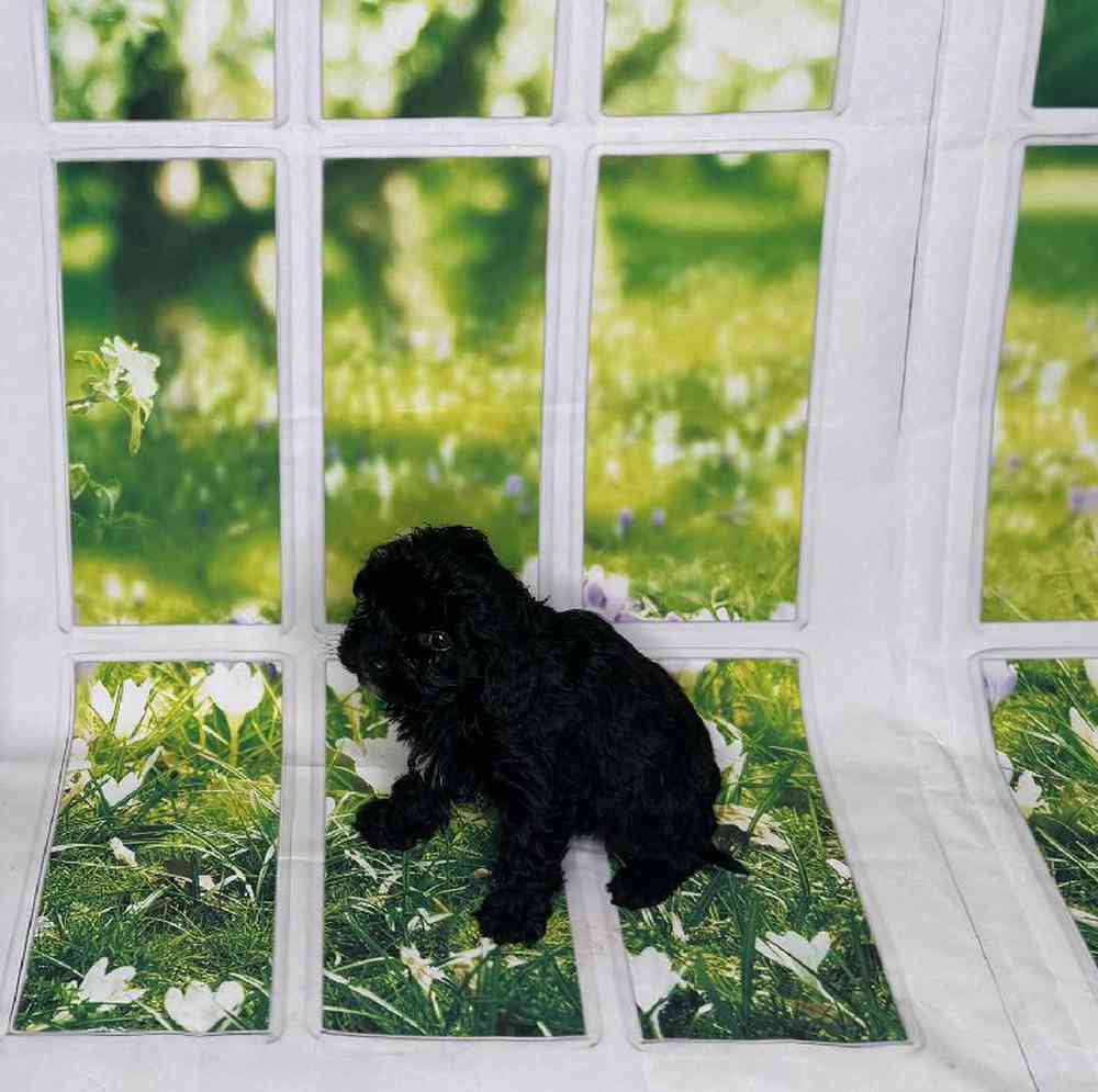 Female Cavapoo Puppy for Sale in Virginia Beach, VA