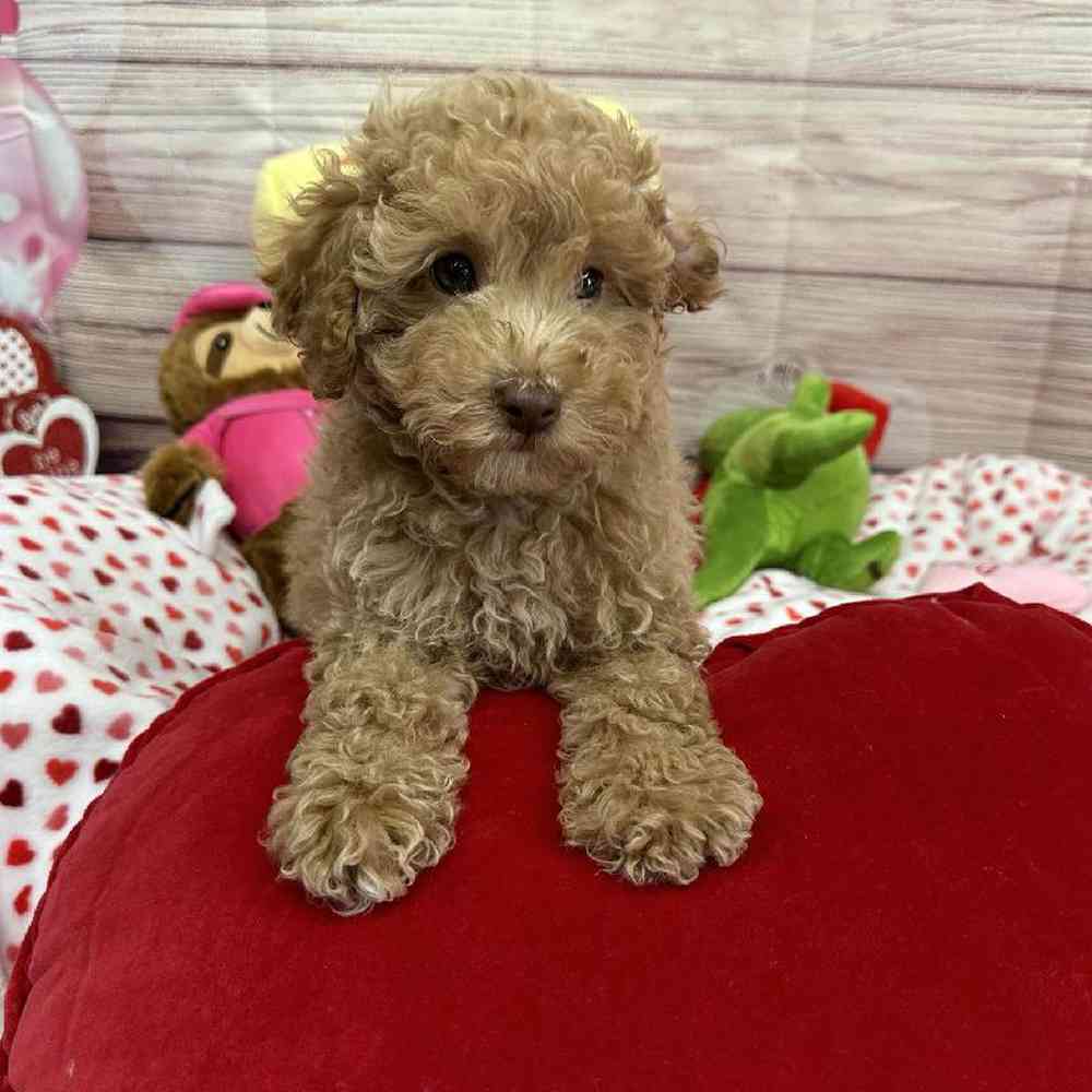 Male Maltipoo Puppy for Sale in Virginia Beach, VA
