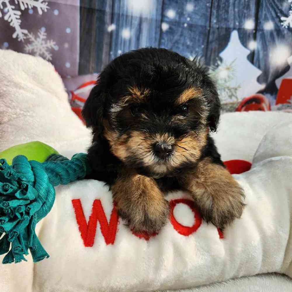 Female Morkie Puppy for Sale in Virginia Beach, VA