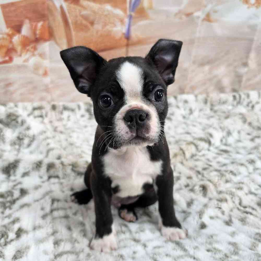 Image of a pet breed in the gallery