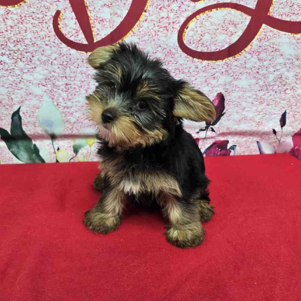 Female Yorkie Puppy for Sale in Virginia Beach, VA