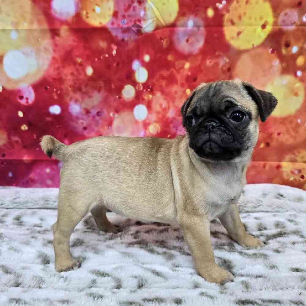 Female Pug Puppy for Sale in Virginia Beach, VA