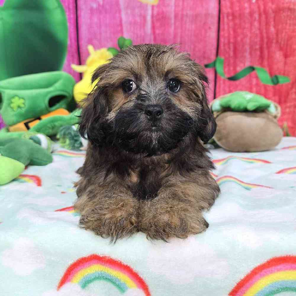 Female Shipoo Puppy for Sale in Virginia Beach, VA