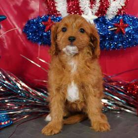Cavapoo