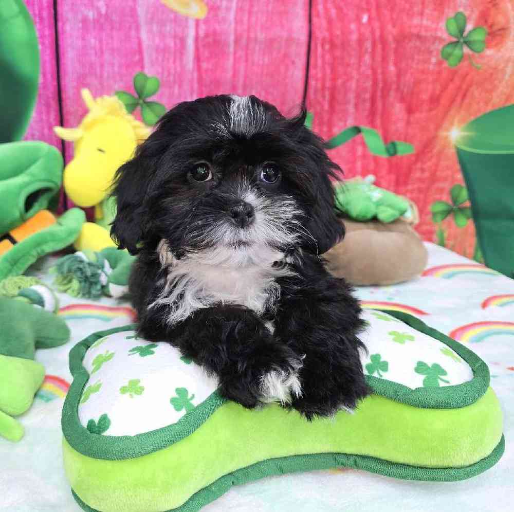 Female Shipoo Puppy for Sale in Virginia Beach, VA