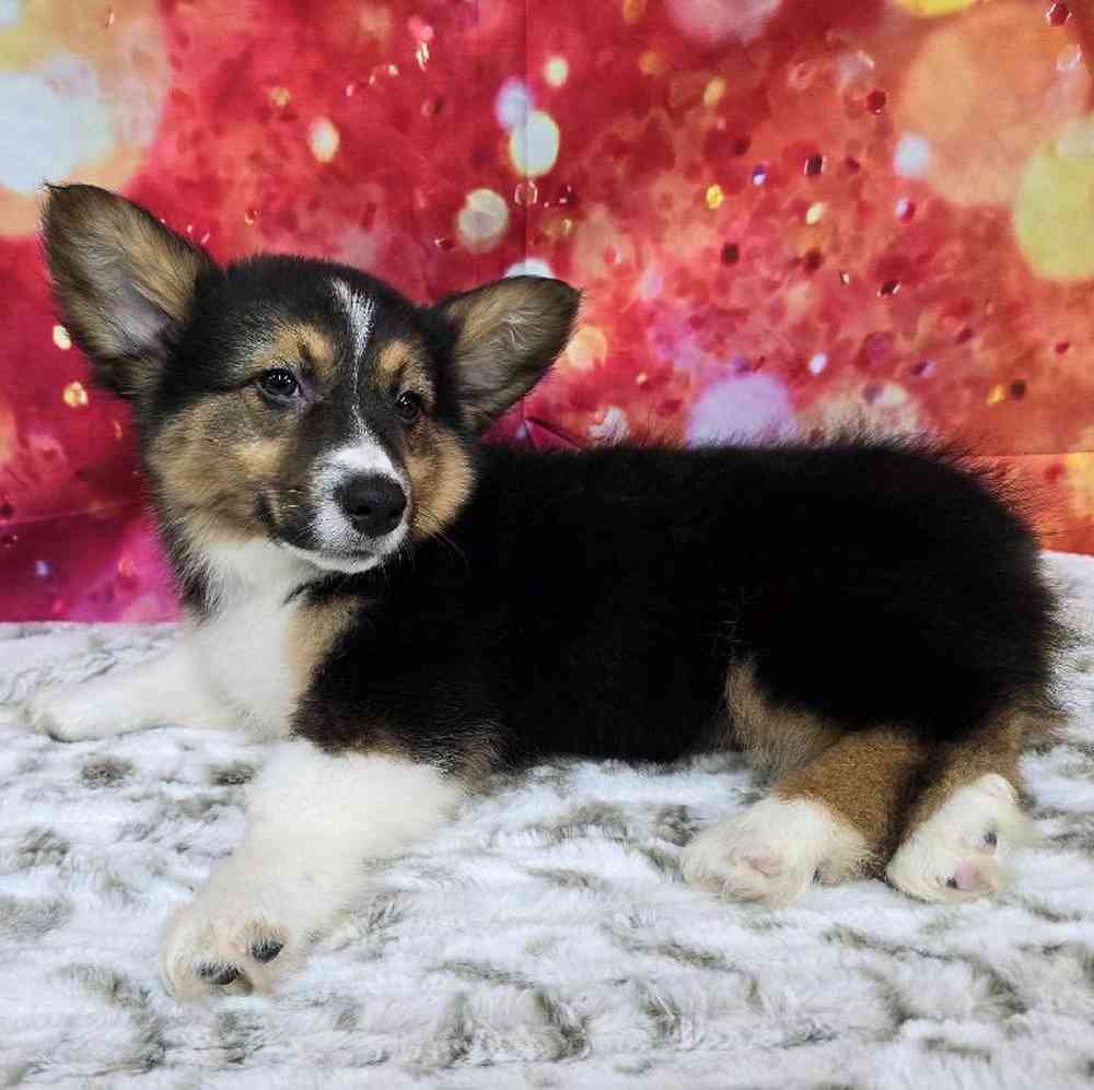 Male Pembroke Welsh Corgi Puppy for Sale in Virginia Beach, VA
