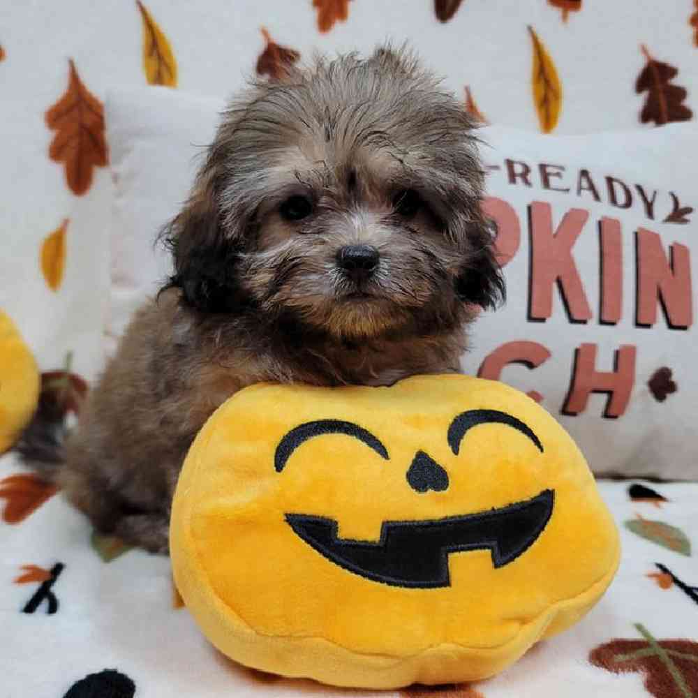 Female Peke-a-poo Puppy for sale