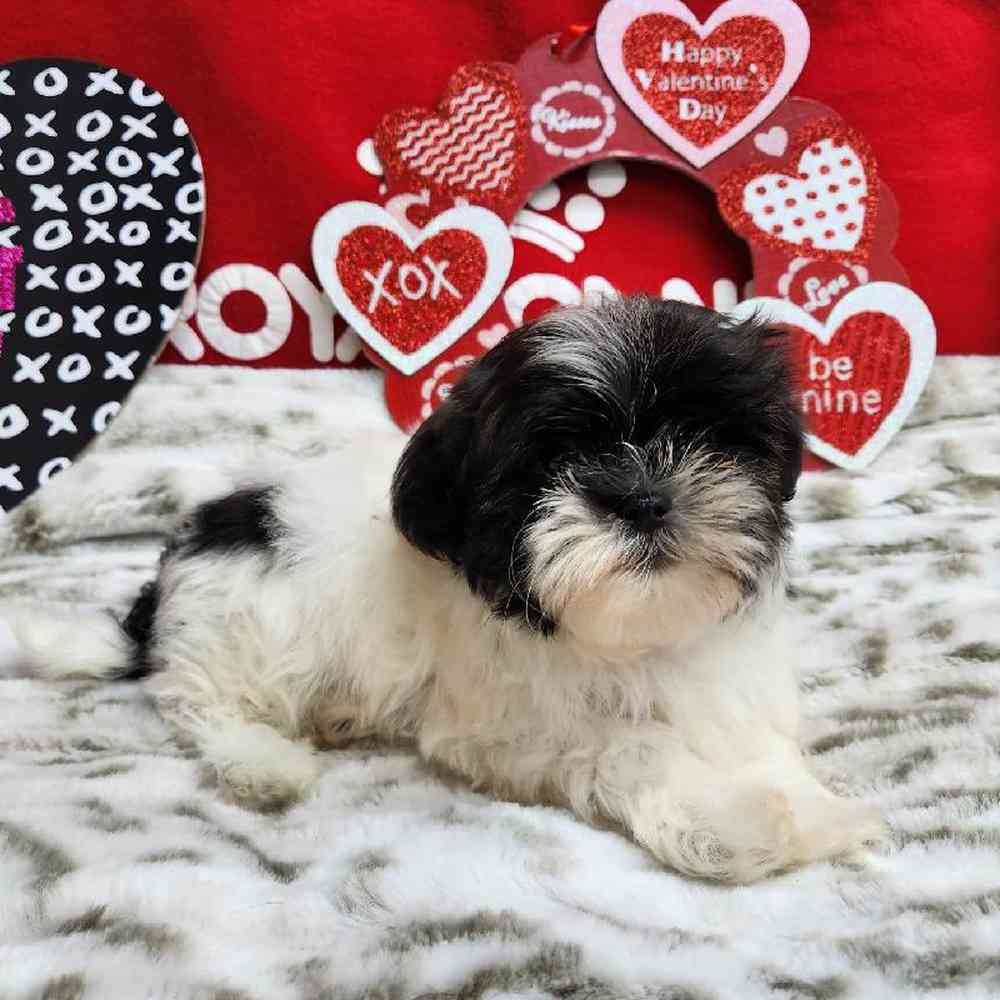 Male Shih Tzu Puppy for Sale in Virginia Beach, VA