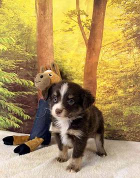 Mini Aussie
