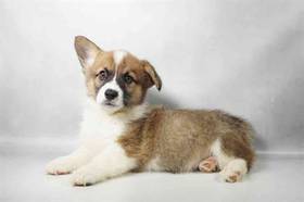 Pembroke Welsh Corgi