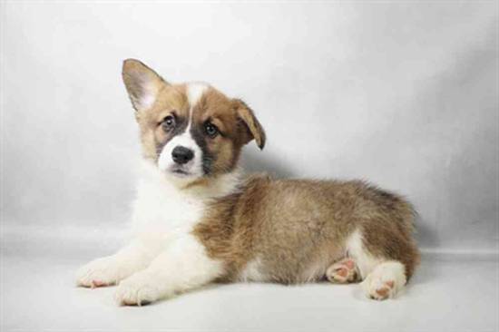 Pembroke Welsh Corgi