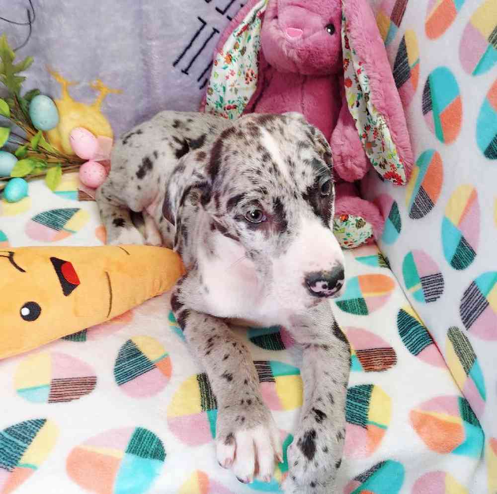 Male Great Dane Puppy for sale