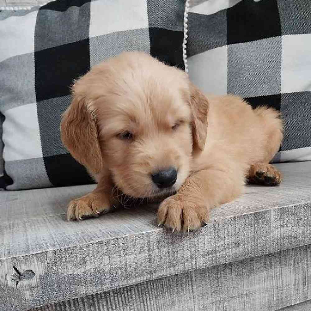 Male Golden Retriever Puppy for Sale in Virginia Beach, VA