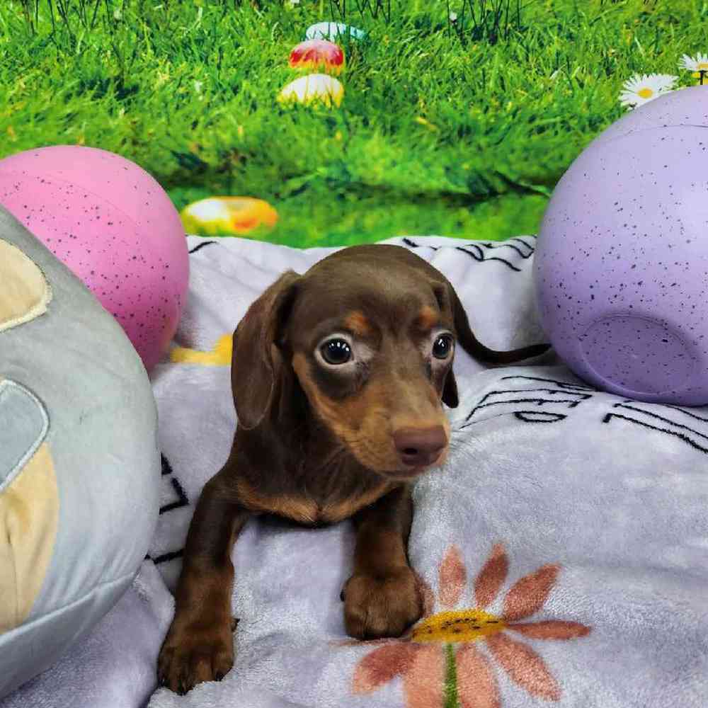 Male Dachshund Puppy for Sale in Virginia Beach, VA