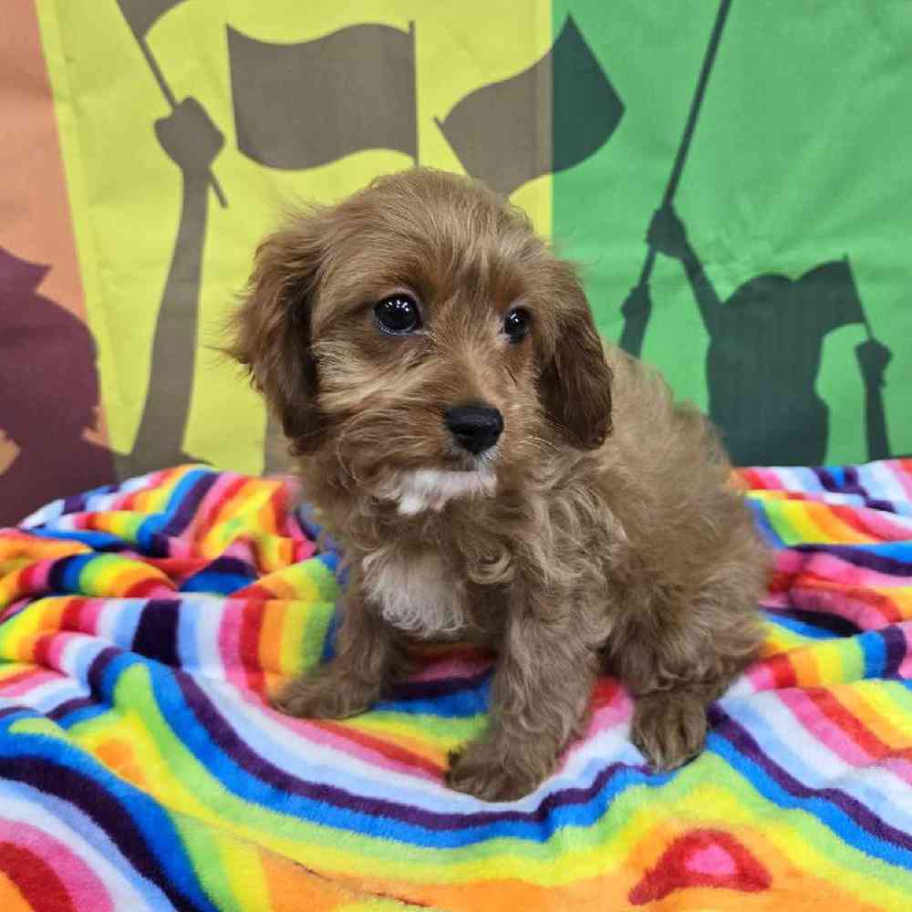 Female Cavapoo Puppy for Sale in Virginia Beach, VA