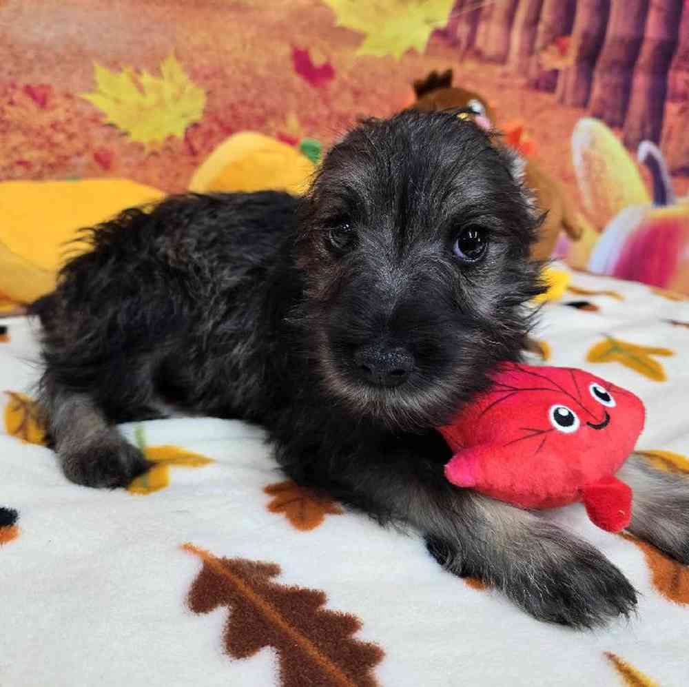 Male Mini Schnauzer Puppy for Sale in Virginia Beach, VA