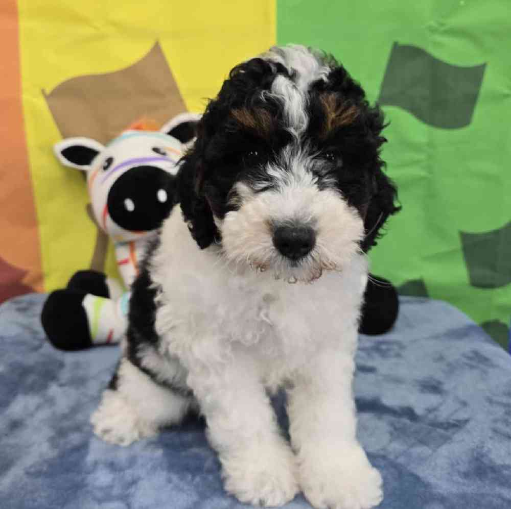 Male Mini Bernadoodle Puppy for Sale in Virginia Beach, VA