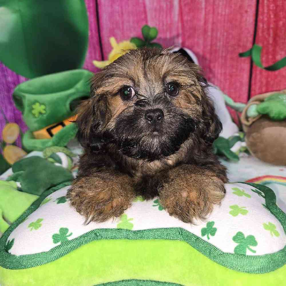 Female Shipoo Puppy for Sale in Virginia Beach, VA