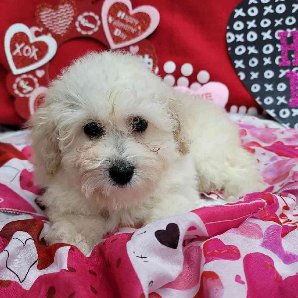 Female Mini Poodle Puppy for Sale in Virginia Beach, VA