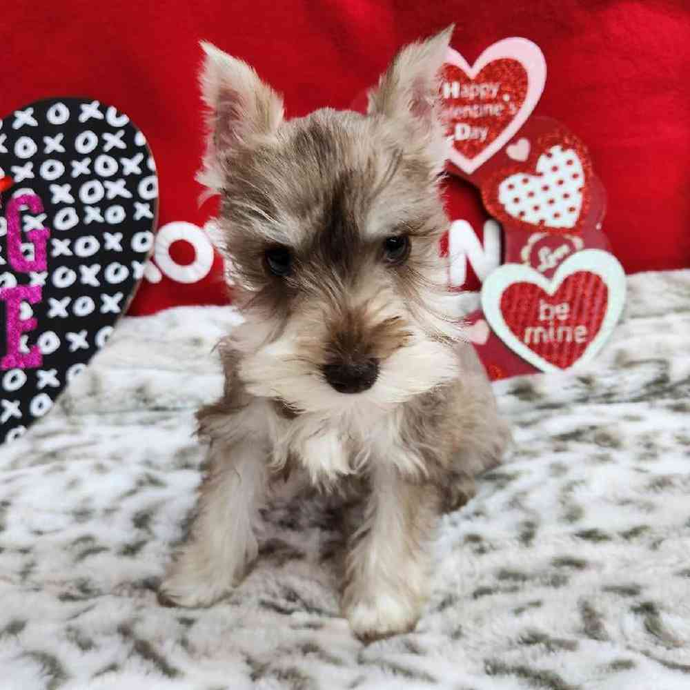 Female Mini Schnauzer Puppy for Sale in Virginia Beach, VA