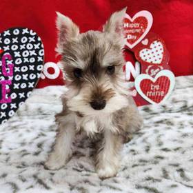 Mini Schnauzer