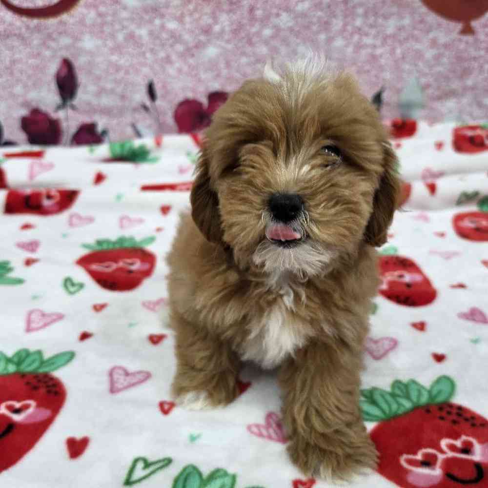 Female Shipoo Puppy for Sale in Virginia Beach, VA