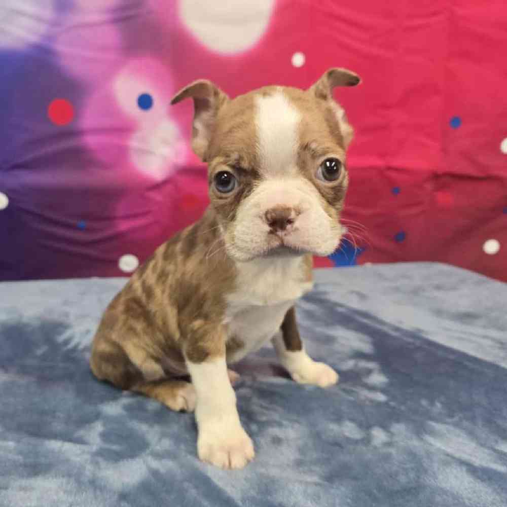Male Boston Terrier Puppy for Sale in Virginia Beach, VA