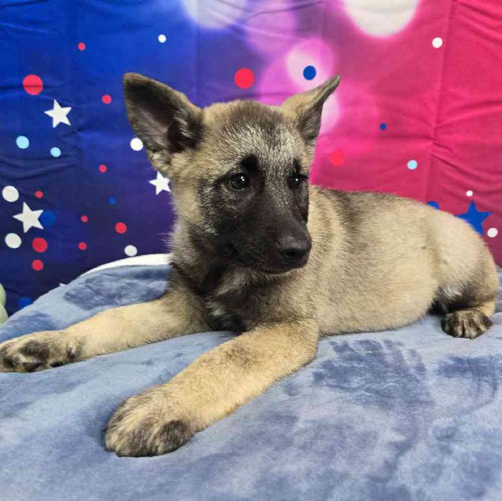 Male Norwegian Elkhound Puppy for Sale in Virginia Beach, VA