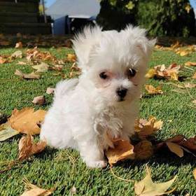 Maltese