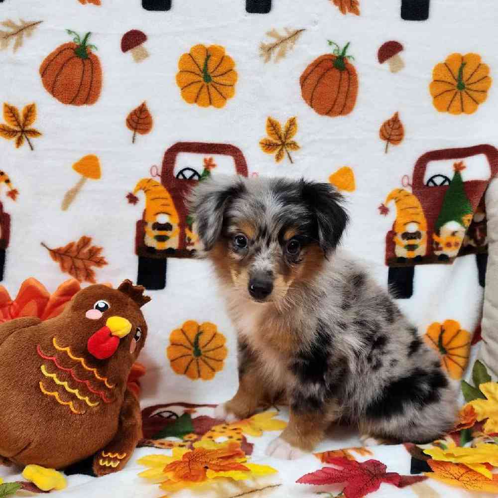 Male Mini Aussie Puppy for sale