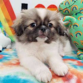Pekingese