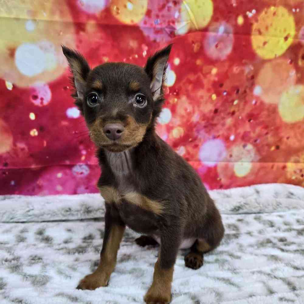 Male Min Pin Puppy for Sale in Virginia Beach, VA