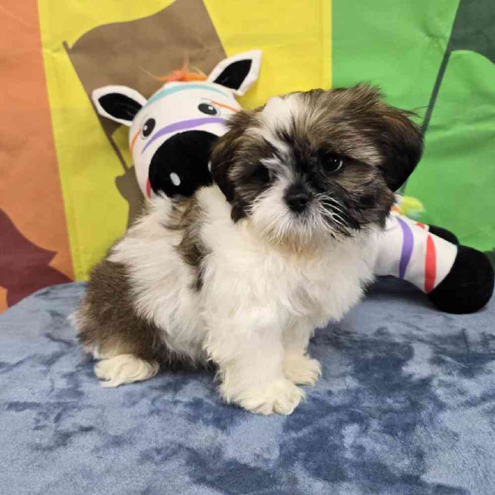Male Shih Tzu Puppy for Sale in Virginia Beach, VA