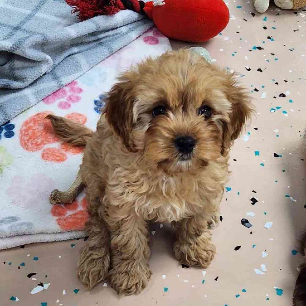 Female Cavapoo Puppy for Sale in Virginia Beach, VA