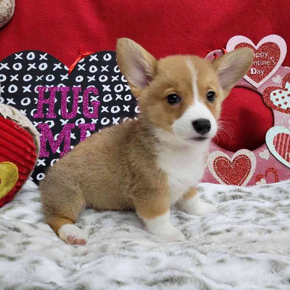 Female Pembroke Welsh Corgi Puppy for Sale in Virginia Beach, VA
