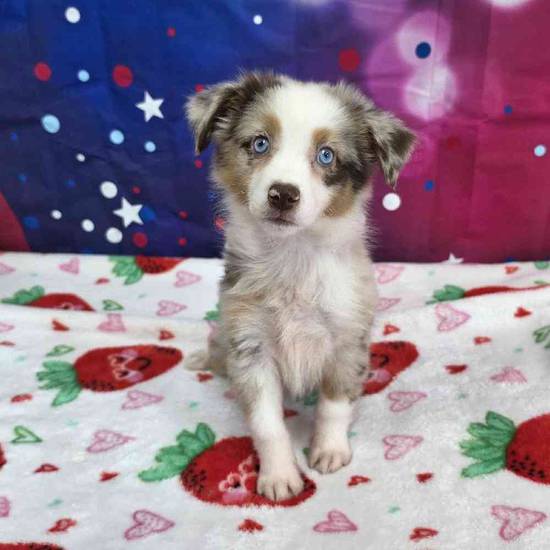 Mini Aussie