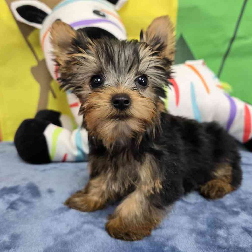 Male Yorkie Puppy for Sale in Virginia Beach, VA