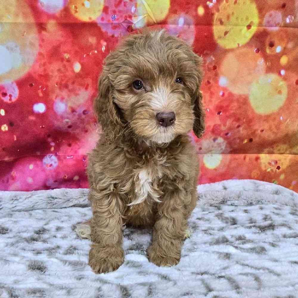 Male Mini Goldendoodle Puppy for Sale in Virginia Beach, VA