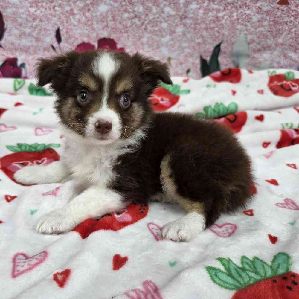 Image of a pet breed in the gallery