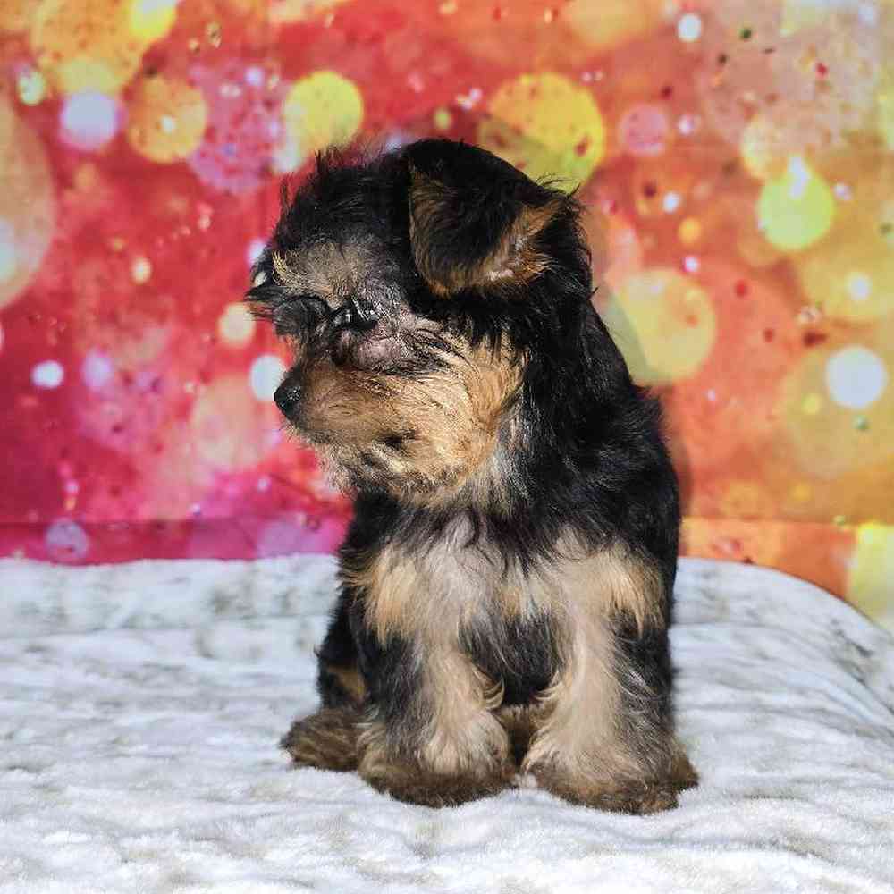 Female Yorkie Puppy for Sale in Virginia Beach, VA