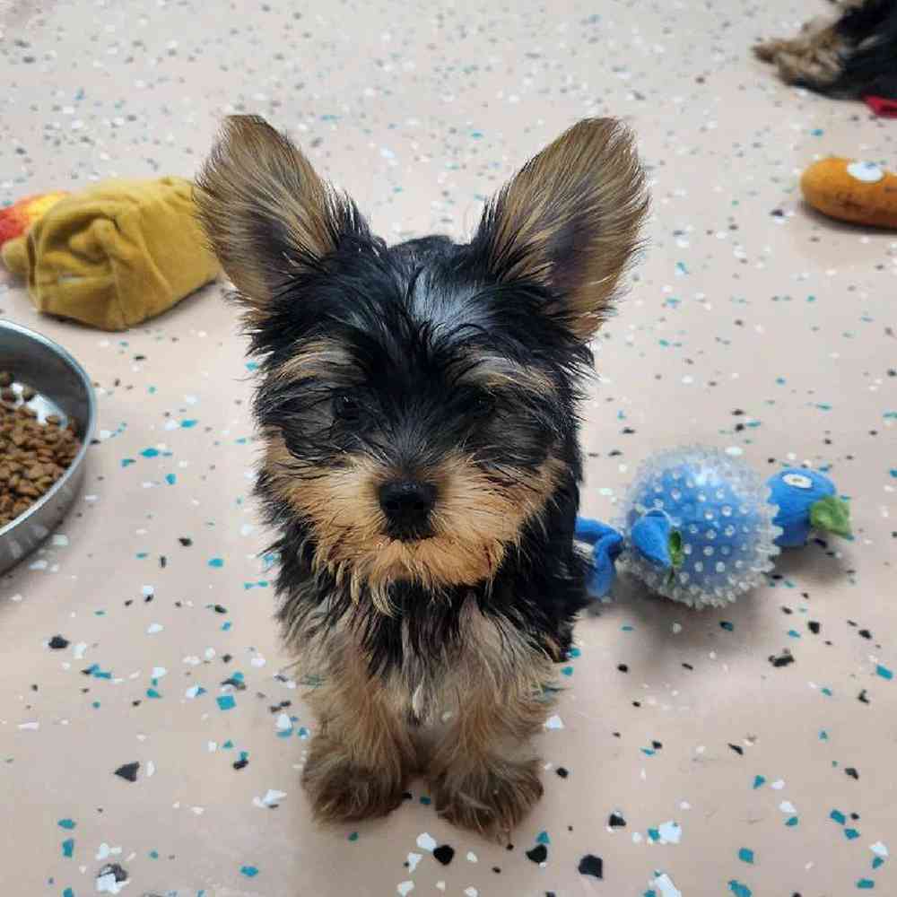 Male Yorkie Puppy for Sale in Virginia Beach, VA