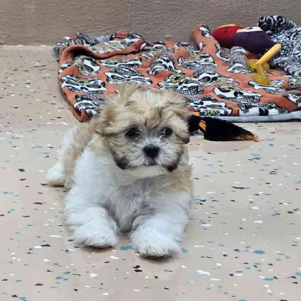Male Malshi Puppy for Sale in Virginia Beach, VA