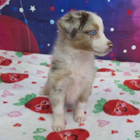 Mini Aussie