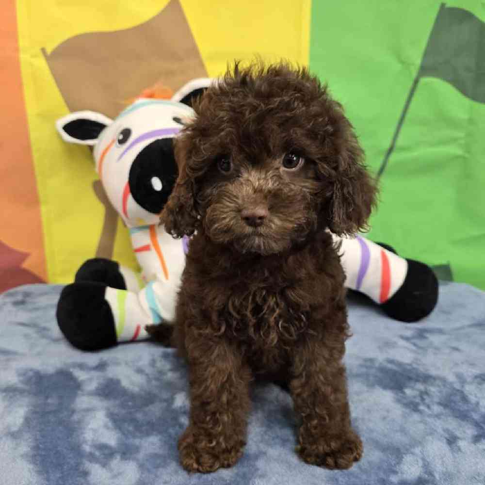 Female Cavapoo Puppy for Sale in Virginia Beach, VA